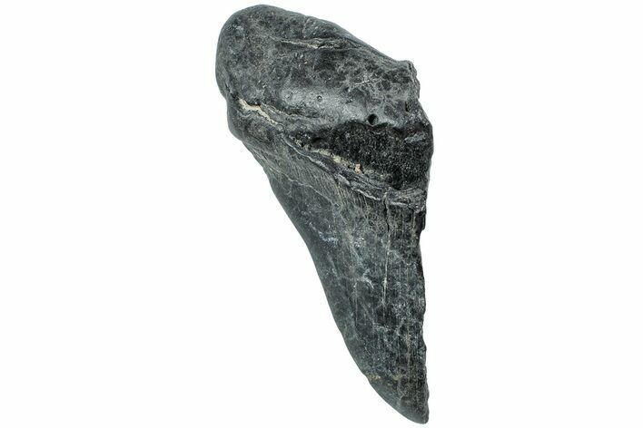 Partial Megalodon Tooth - South Carolina #226546